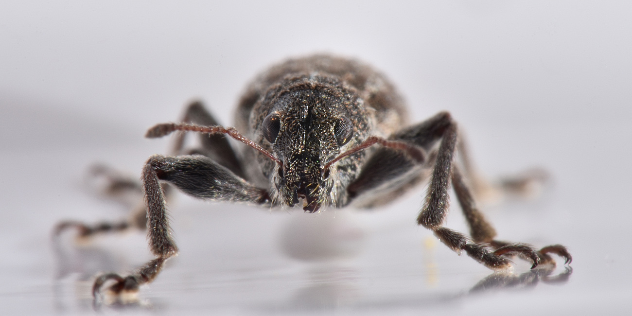 Curculionidae: Sitona sp?    No, Coelositona limosus